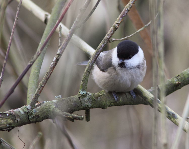 Willow Tit