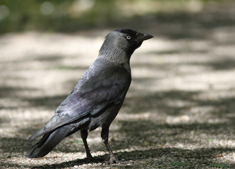 Jackdaw
