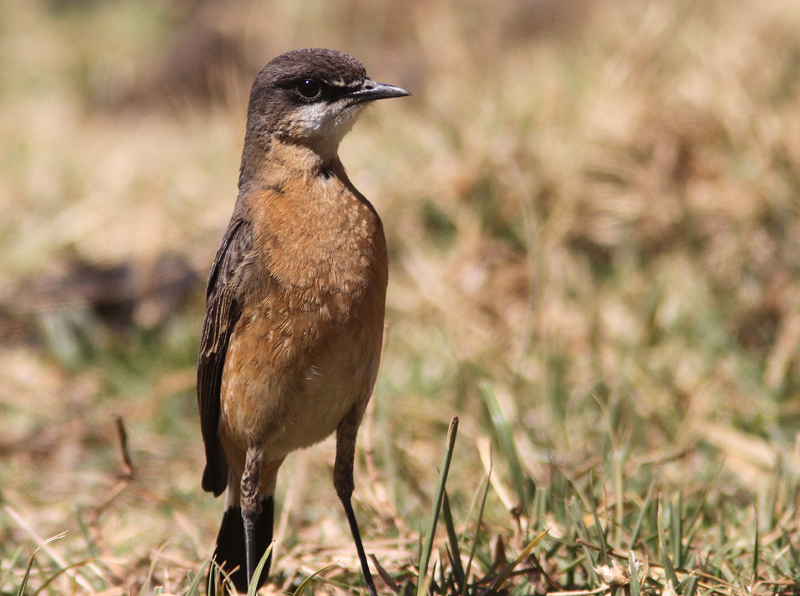 Rusty-breasted Wheatear