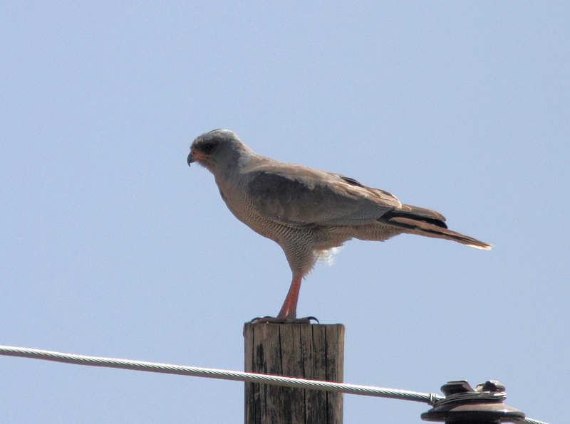 Eastern Chanting Goshawk
