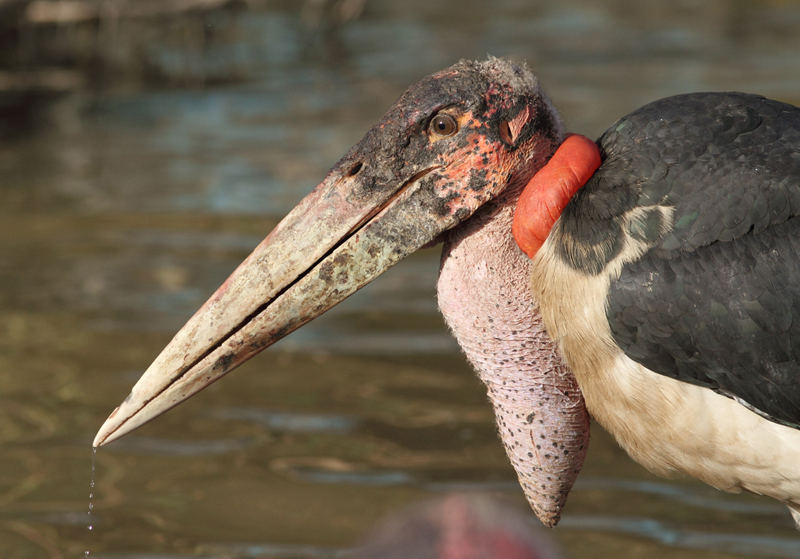 Marabou Stork