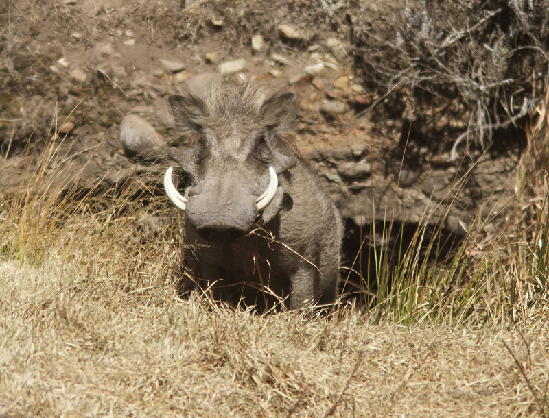 Common Warthog