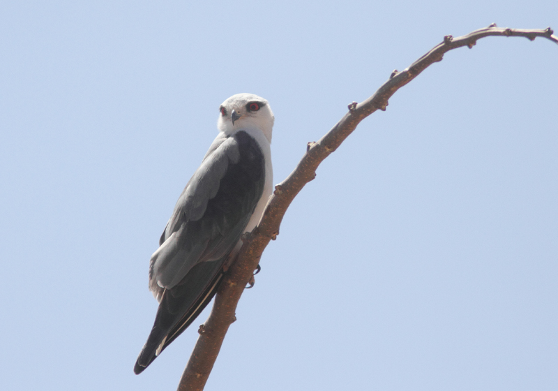 Black-shouldered Kite