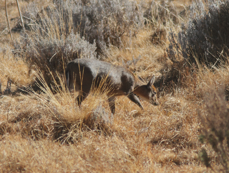 Common Duiker 