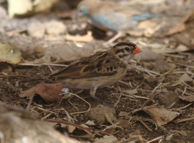 Pin-tailed Whydah