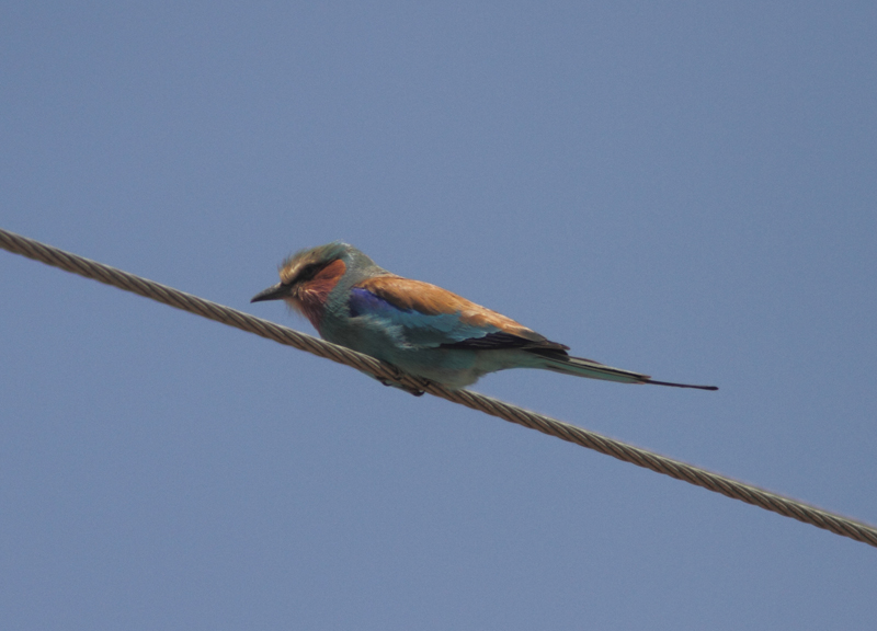 Lilac-breasted Roller