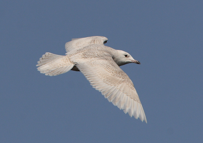 Iceland Gull