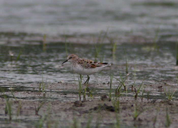 Little Stint