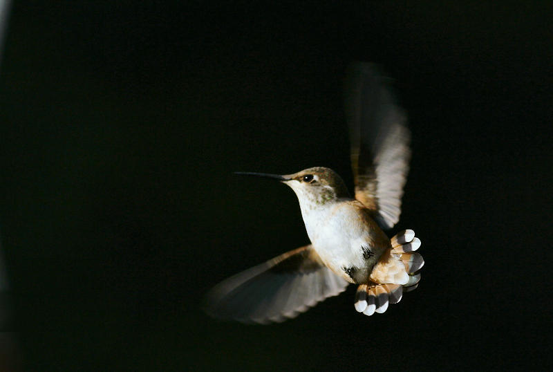 Flight Pattern