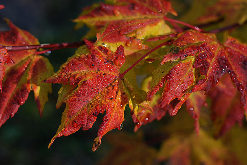 yellow and red maple1.jpg