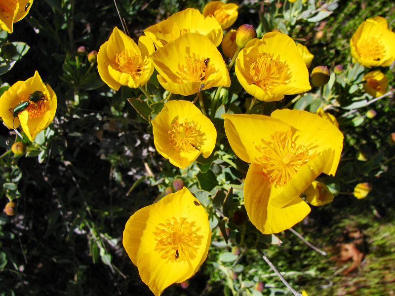 1Bush Poppies.jpg