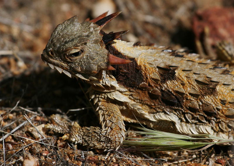 Great Horned Toad