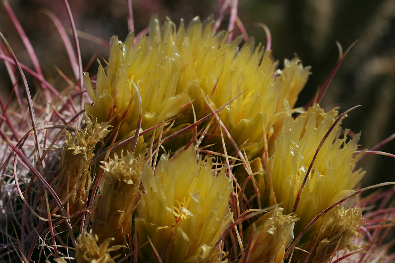 Barrel Cacti Blooms