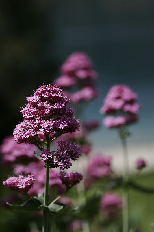 1Flowers at Willow Point.jpg