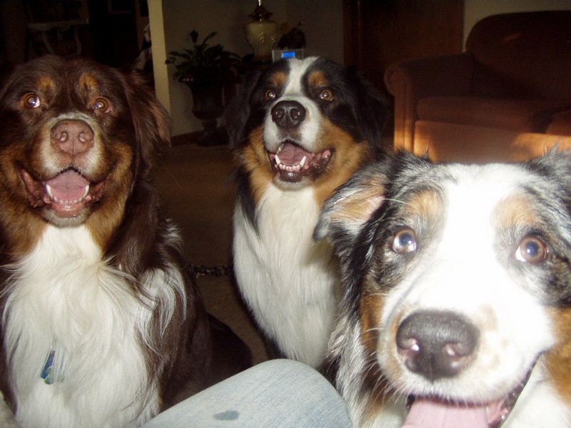 Slinger,Ajax and Joker