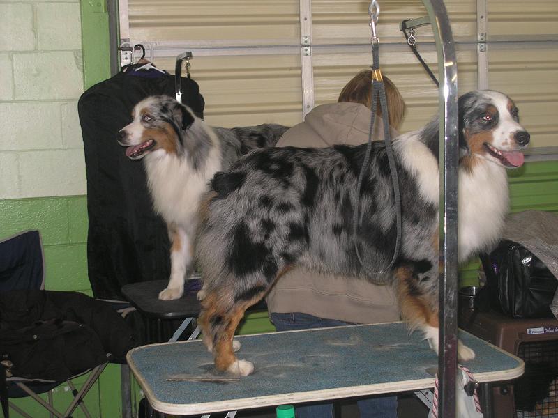 Joker and Thunder(is tro the back) full littermates