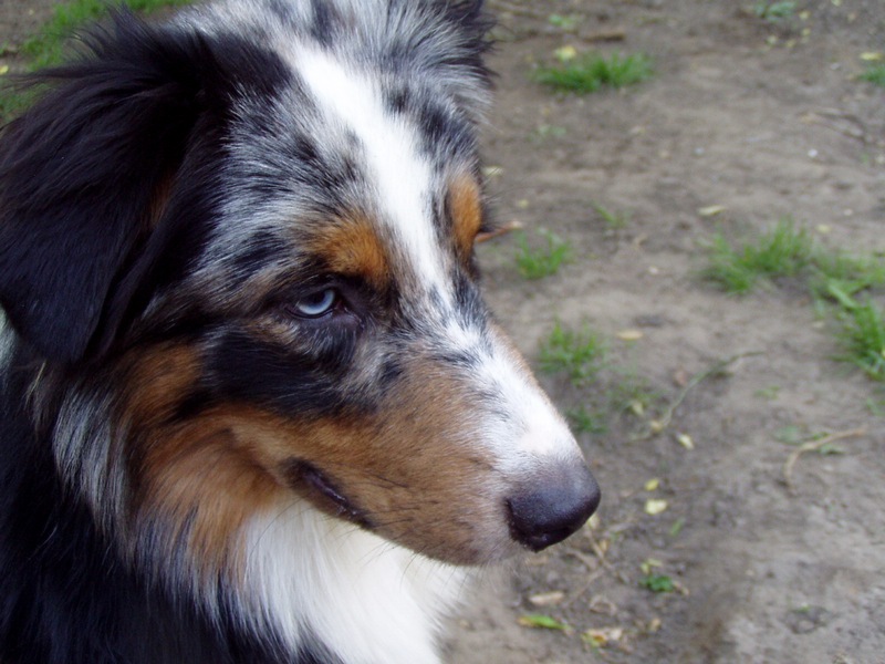 Ozzie 81/2 months