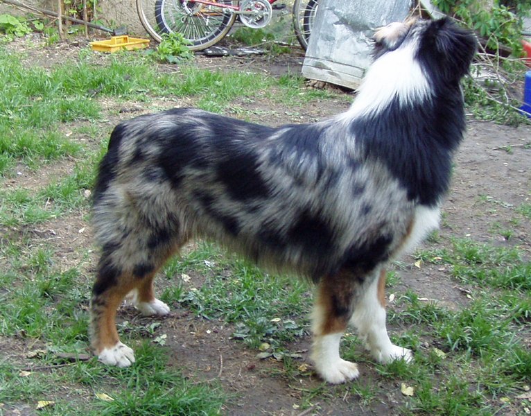 Ozzie 81/2 months