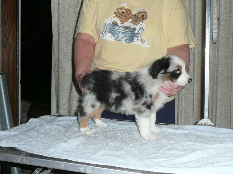 Blue merle girl