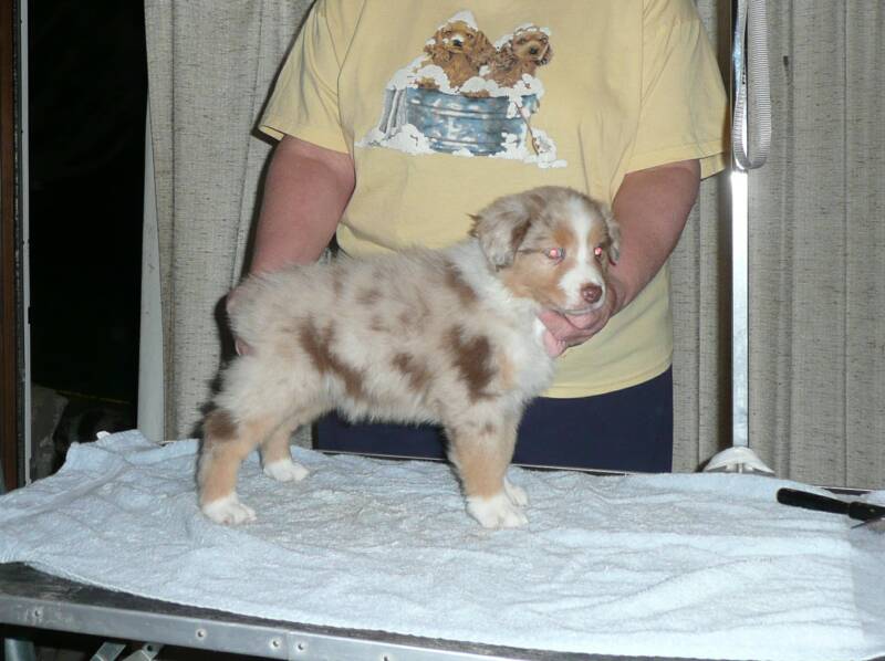Red merle female
