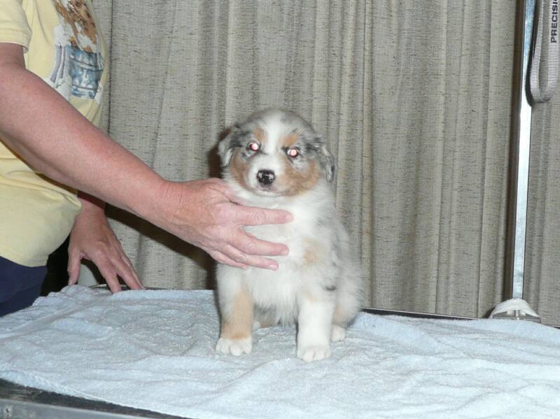 Blue merle girl