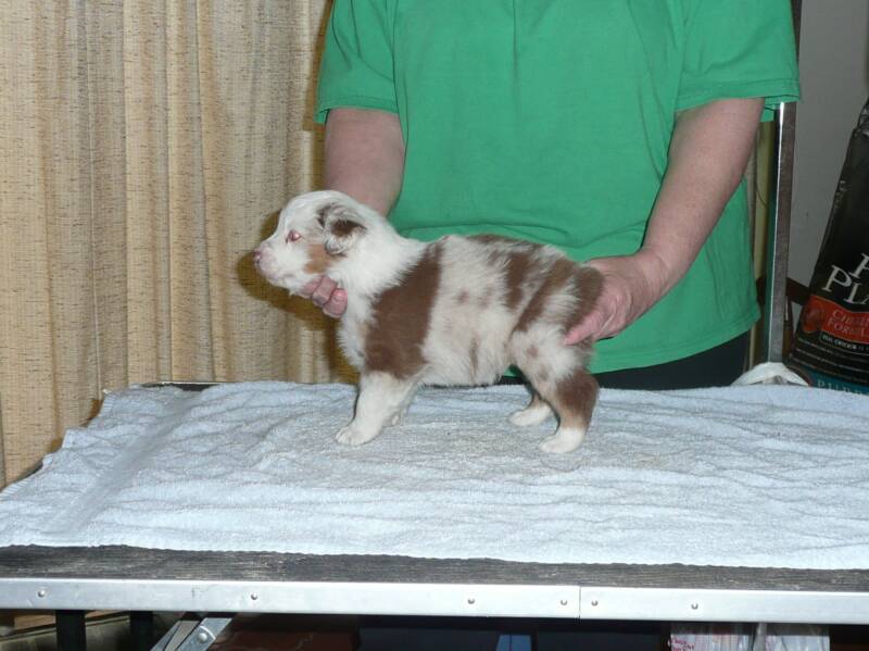 red merle boy