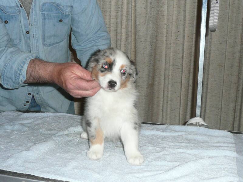 blue merle girl