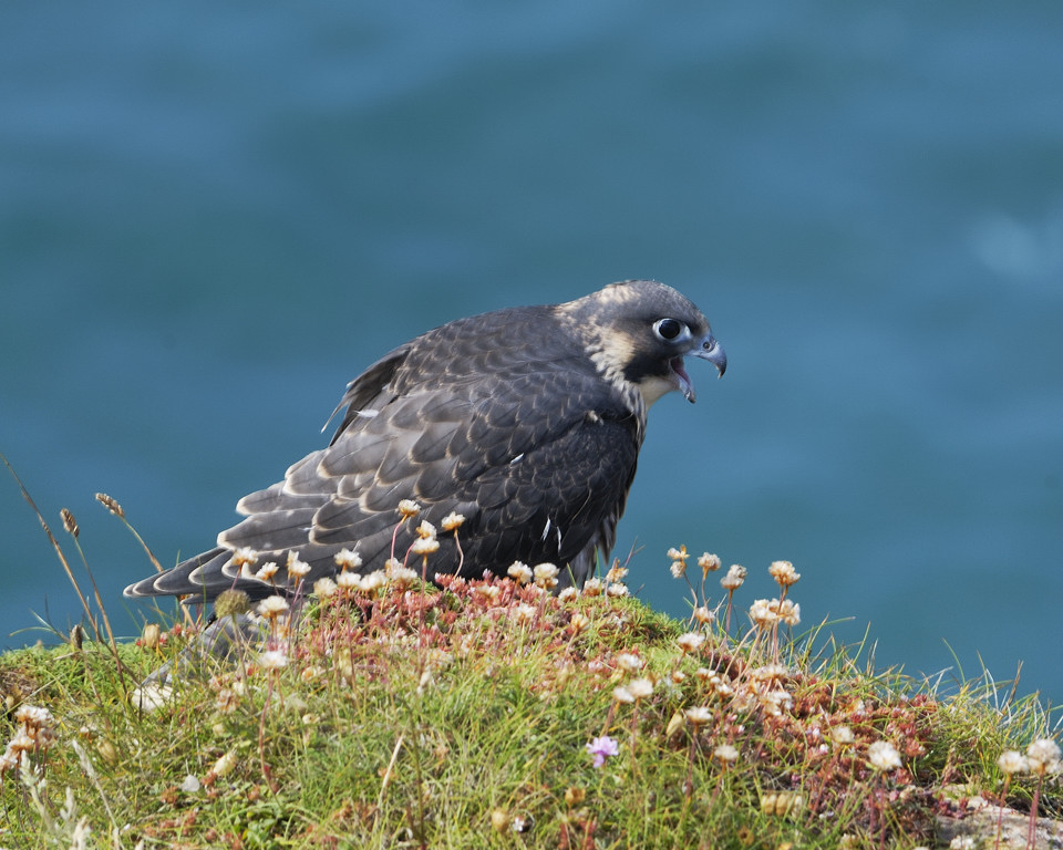 Peregrine Falcon - alarm call