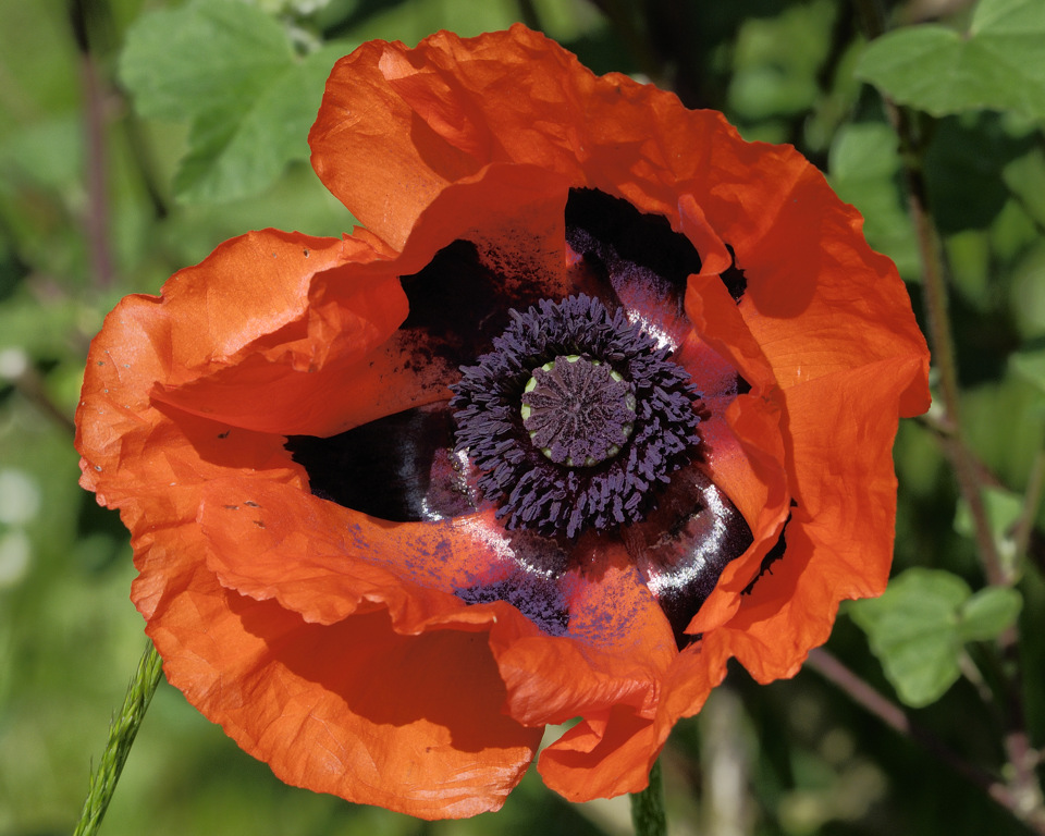 poppy posing