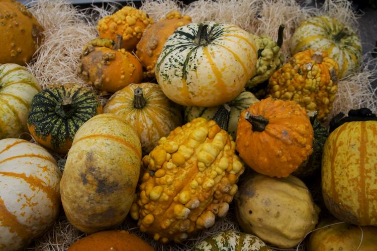 Pumpkins in Rosendal