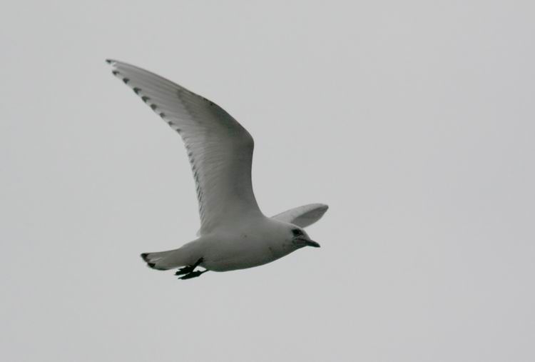 Ivory Gull (Isms) Pagophila eburnea