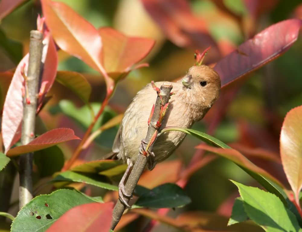 Vinous-throated Parrotbill  (Rosenpapegojnbb) Paradoxornis webbianus