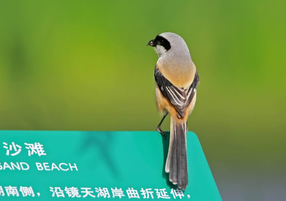 Long-tailed Shrike (Rostgumpad trnskata) Lanius schach