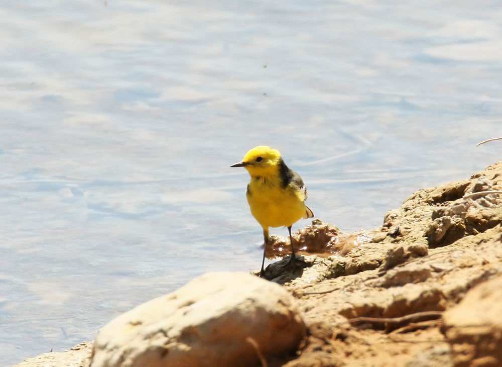 Citrine Wagtail (Citronrla) Motacilla citreola