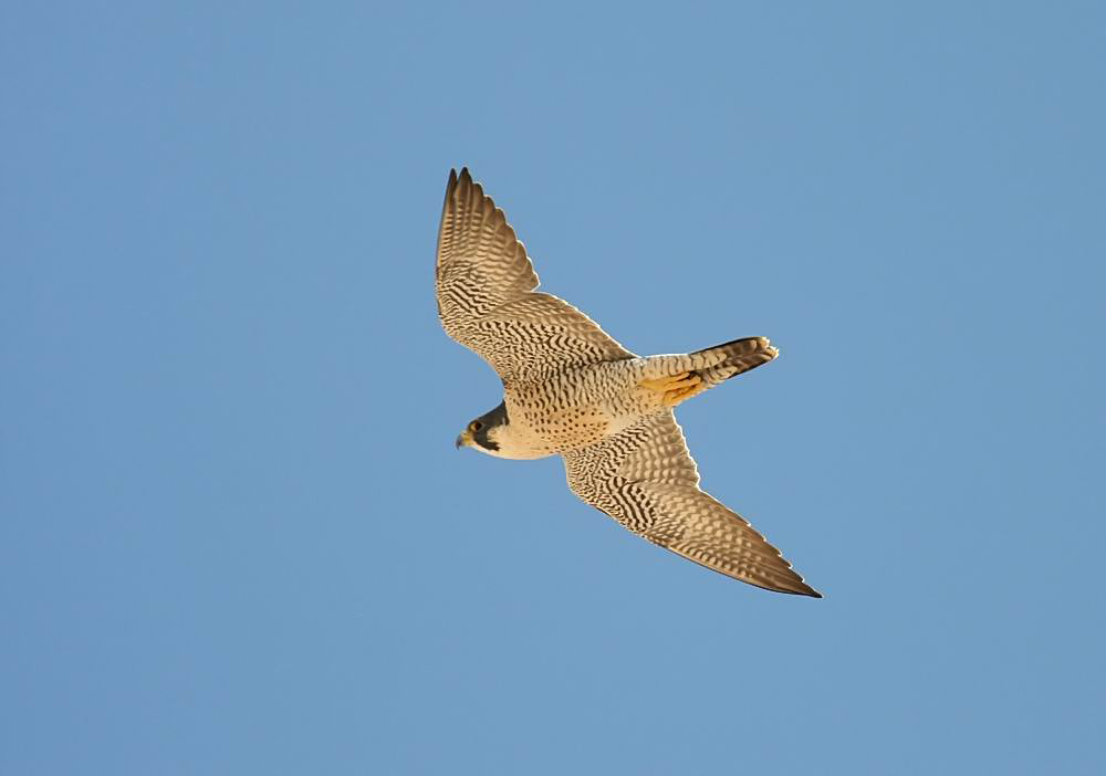 Peregrine (Pilgrimsfalk) Falco peregrinus