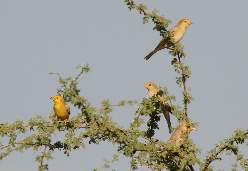 Arabian Golden Sparrow (Arabguldsparv) Passer euchloris