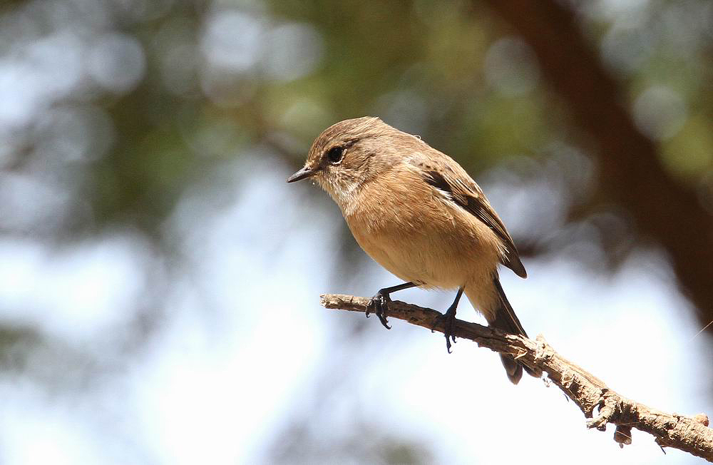 Common Stonechat (Svarthakad buskskvtta) Saxicola torquatus felix