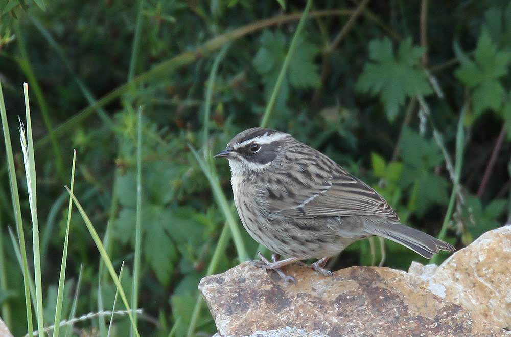 Arabian Accentor (Jemenjrnsparv) Prunella fagani