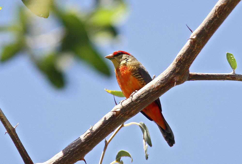 Zebra Waxbill (Gulbrstad astrild) Sporaeginthus subflavus