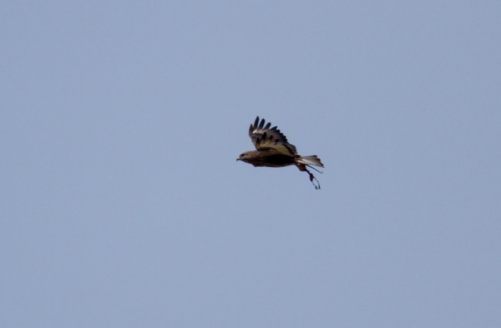 Socotra Buzzard (Sokotravrk) Buteo socotraensis