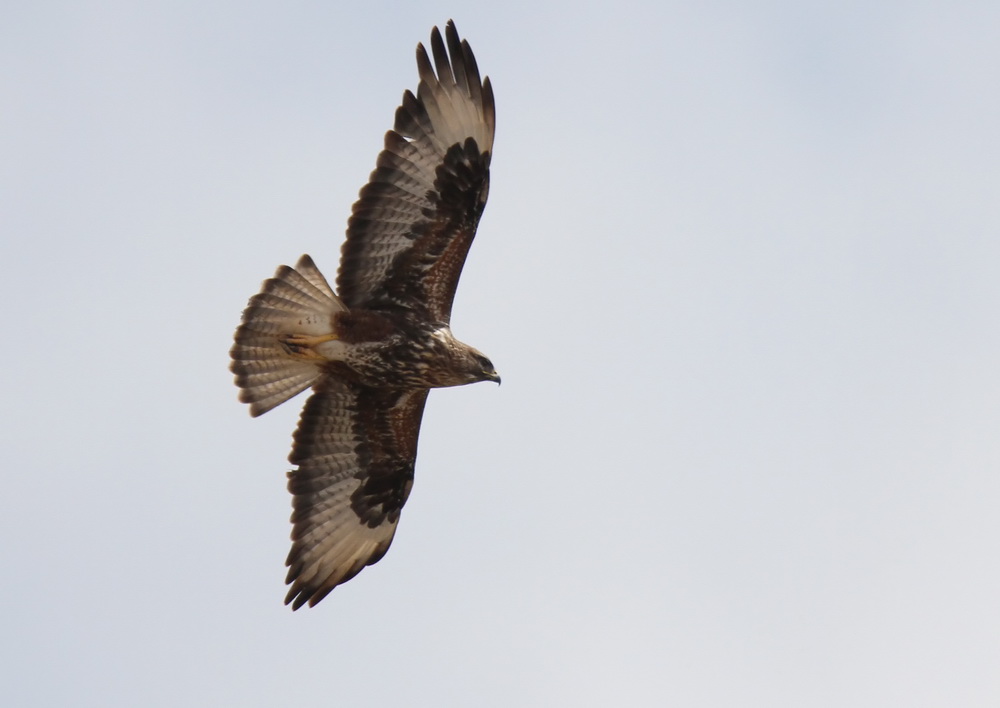 Socotra Buzzard (Sokotravrk) Buteo socotraensis