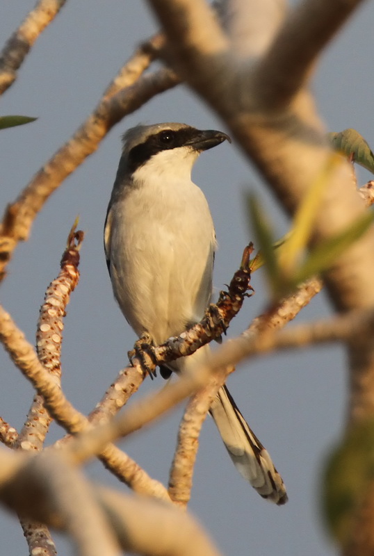 Southern Grey Shrike (Sydlig varfgel) Lanius meridionalis