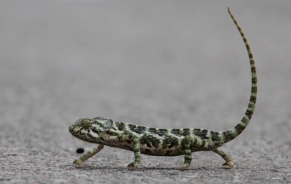  Socotran chameleon (Chamaeleo monachus)