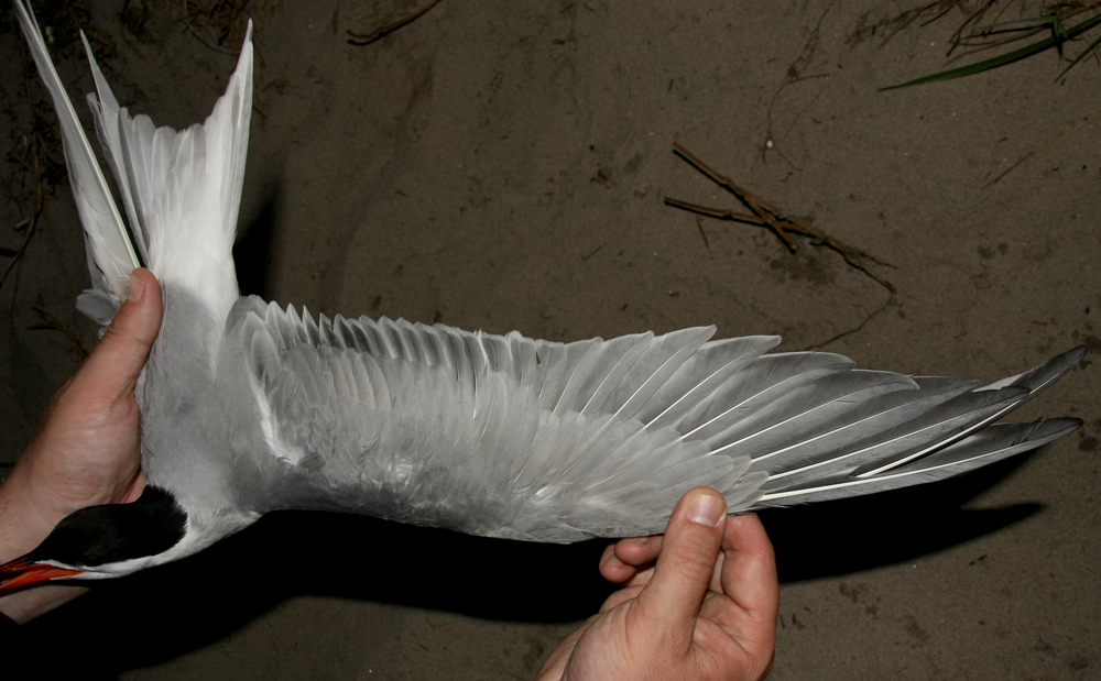 Common Tern (Fisktrna) Sterna hirundo