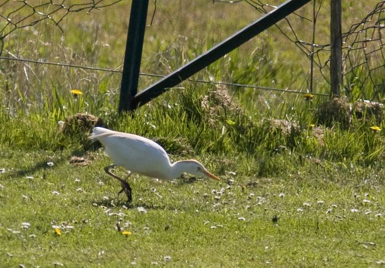 Cattle Egret (Kohger) Bubulcus ibis