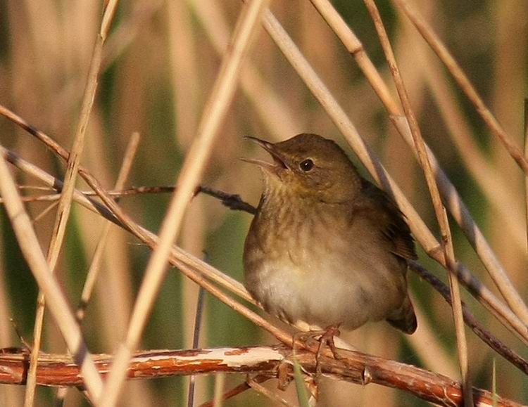 River Warbler (Flodsngare) Locustella fluviatilis