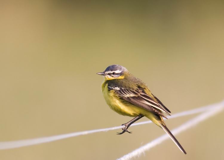 Yellow Wagtail (Gulrla) Motacilla flava