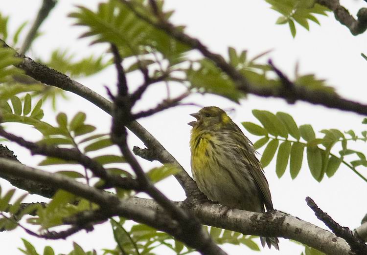 Serin (Gulhmpling) Serinus serinus