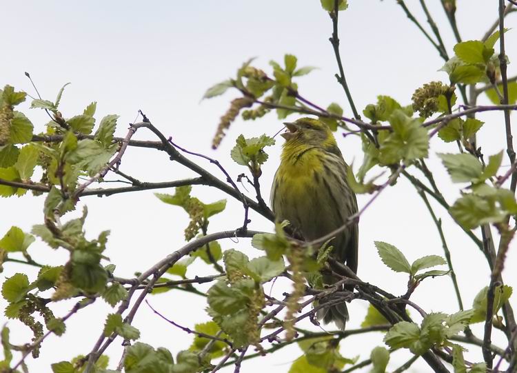 Serin (Gulhmpling) Serinus serinus