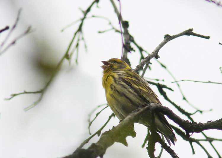Serin (Gulhmpling) Serinus serinus